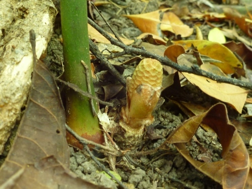 Bowenia spectabilis