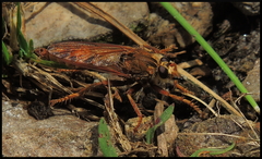 Asilus crabroniformis
