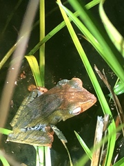 Polypedates otilophus