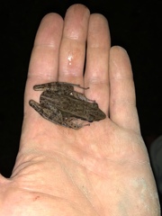 Indosylvirana nicobariensis