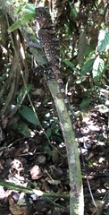Gonocephalus bornensis