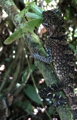 Gonocephalus bornensis