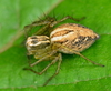 Oxyopes lineatus - Photo (c) Víctor Javier Marugán., some rights reserved (CC BY-NC), uploaded by Víctor Javier Marugán.