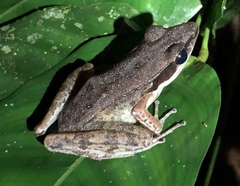 Indosylvirana nicobariensis