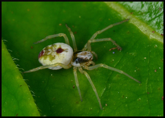 Nigma puella