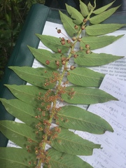 Phyllanthus salviifolius