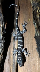 Cyrtodactylus consobrinus