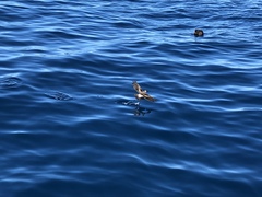 Pelagodroma marina