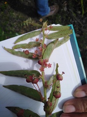 Phyllanthus salviifolius