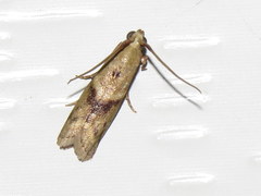 Ptyomaxia trigonogramma