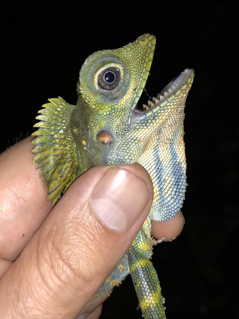 Giant Forest Dragon