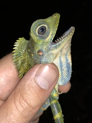 Giant Forest Dragon photo 1