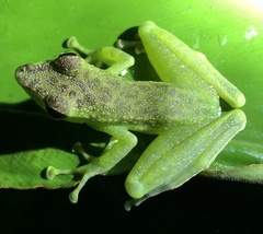 Staurois tuberilinguis