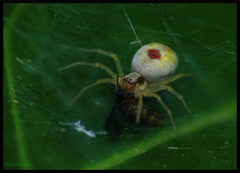 Nigma puella