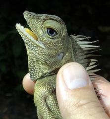 Gonocephalus bornensis