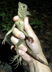 Gonocephalus bornensis