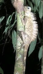 Gonocephalus bornensis