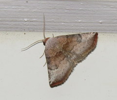 Mataeomera mesotaenia