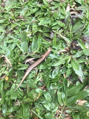 Scincella formosensis