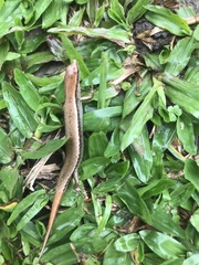 Scincella formosensis