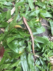 Scincella formosensis