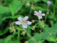 Geranium pseudosibiricum