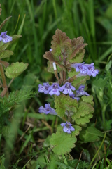 Glechoma hederacea