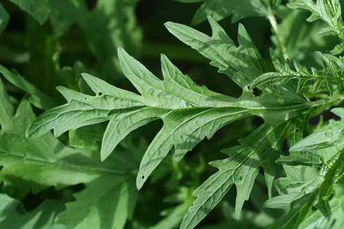 siberian hemp-nettle