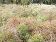 Carex tenuiculmis