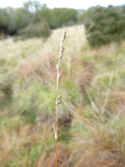 Carex tenuiculmis