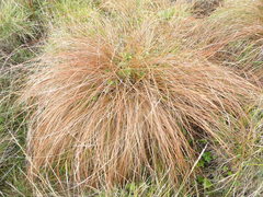 Carex tenuiculmis