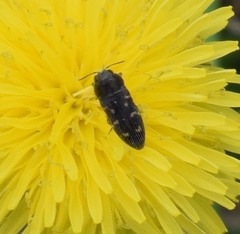 Acmaeodera tubulus