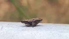 Insecta