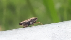 Insecta