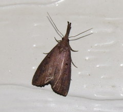 Hypena subvittalis