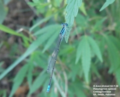 Pseudagrion spencei