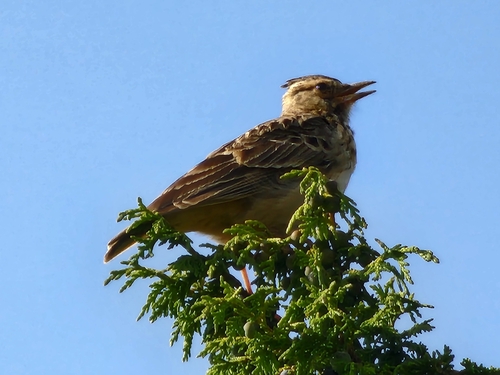 Thekla's Lark