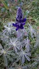 Lupinus pilosus