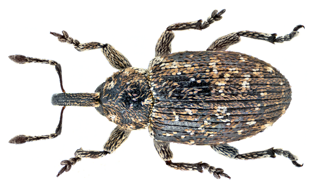 Smicronychini