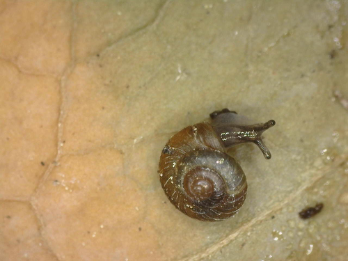 Pinhead Spot Snail, Kemper Avenue, La Crescenta, California , photo 9 of 10