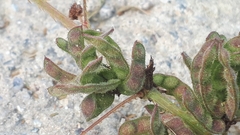 Mimosa pudica