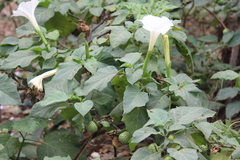 Datura metel