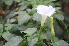 Datura metel