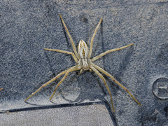 Thanatus oblongiusculus