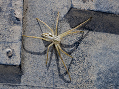 Thanatus oblongiusculus