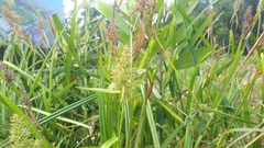 Scleria sumatrensis