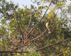 Pycnonotus sinensis hainanus