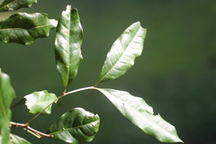Guioa acutifolia