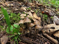 Mycena alcalina
