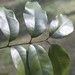 Mischocarpus pyriformis - Photo (c) Ian McMaster, algunos derechos reservados (CC BY-NC), uploaded by Ian McMaster